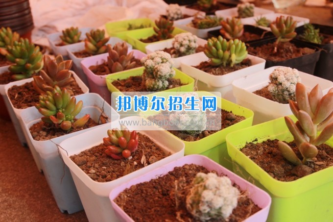 天一學(xué)院成功舉辦“第七屆全國大學(xué)生綠植免費(fèi)領(lǐng)養(yǎng)”校園公益活動(dòng)