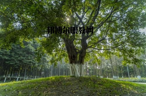 四川檔案學(xué)校2020年報(bào)名條件、招生要求、招生對(duì)象